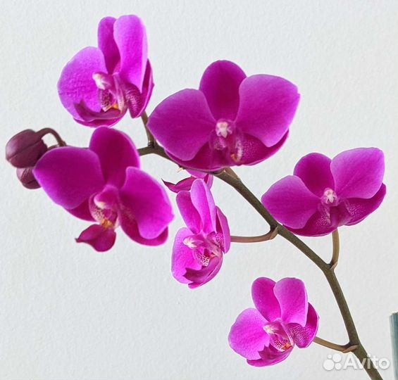 Орхидея Фаленопсис