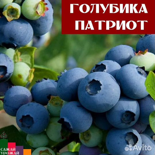 Голубика, разные сорта