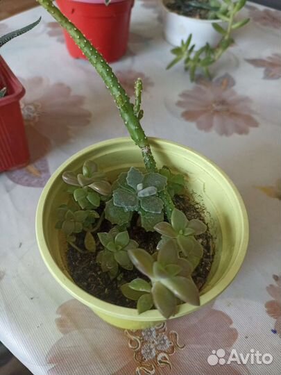 Суккуленты