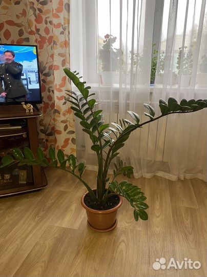 Замиокулькас