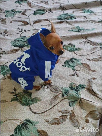 Костюм для маленькой собаки