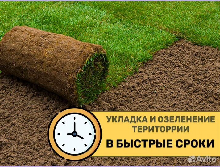 Рулонный газон с укладкой