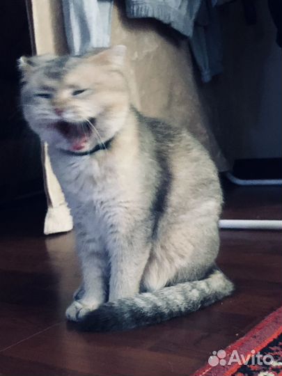 Кошка вислоухая