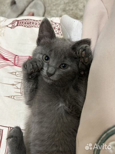 Котенок метис в добрые руки