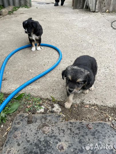 Собака в добрые руки отдам бесплатно