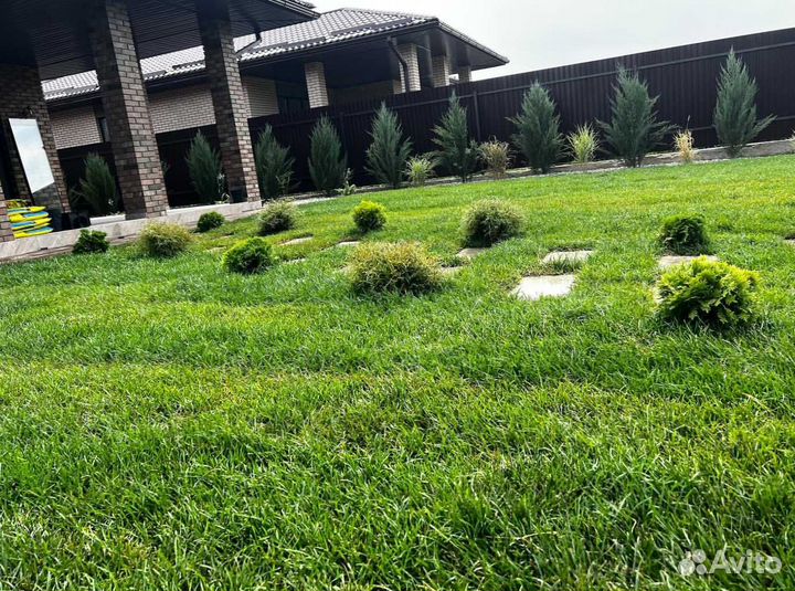 Рулонный газон