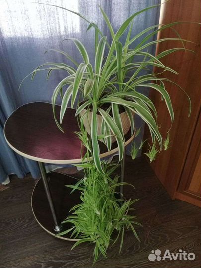 Фикус бенджамина пестролистный