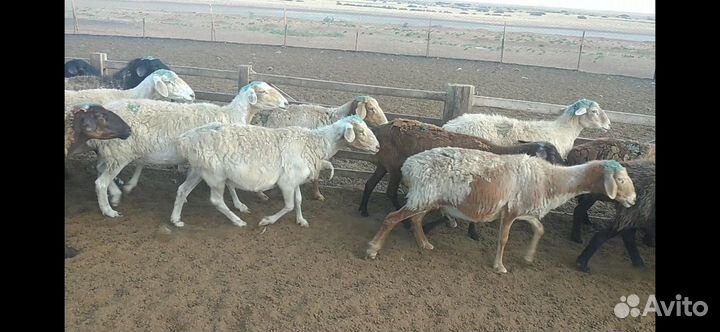 Овцы бараны матки