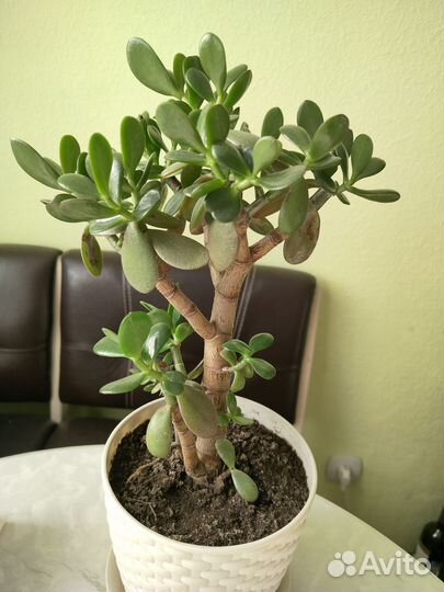 Толстянка (денежное дерево)