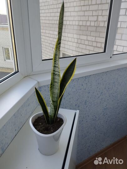 Сансевиерия футура суперба