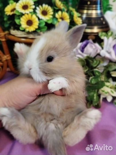 Карликовые кролики. Большой выбор