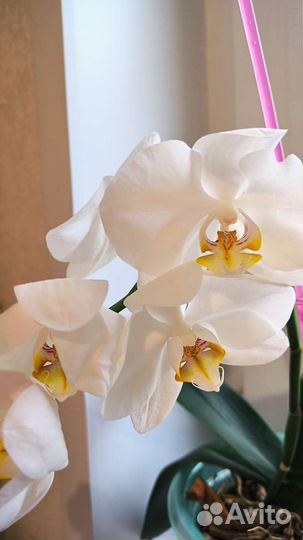 Орхидея фаленопсис белая