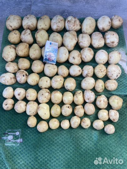 Картофель колобо, ривьера семенной и товарный