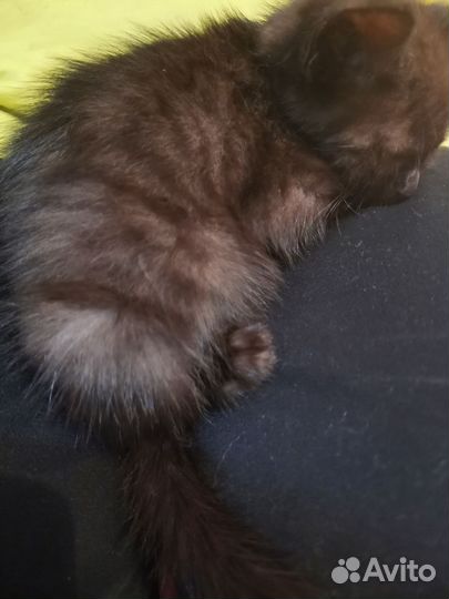 Кошка бесплатно