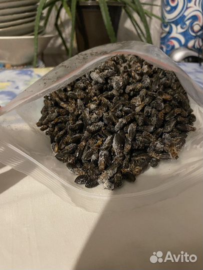 Замороженные сверчки