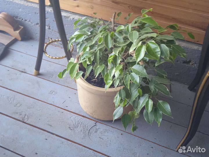 Фикус бенджамина большой