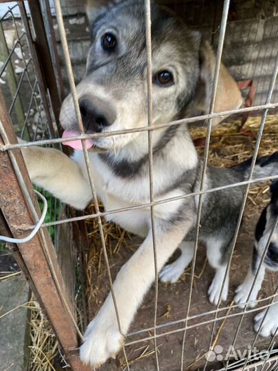 Щенки метисы