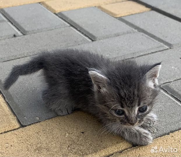 Котенок Красавчик