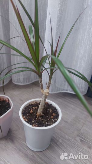 Пальма драцена