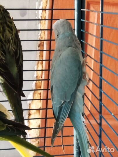 Ожереловый попугай