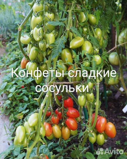 Томатики chery(80 сортов)