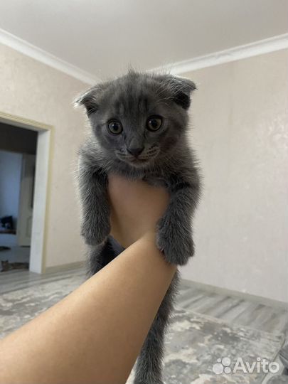 Котята в добрые руки бесплатно