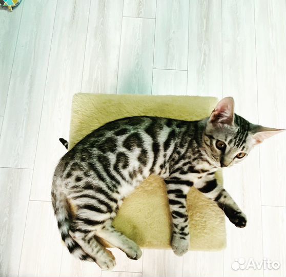 Бенгальская кошка