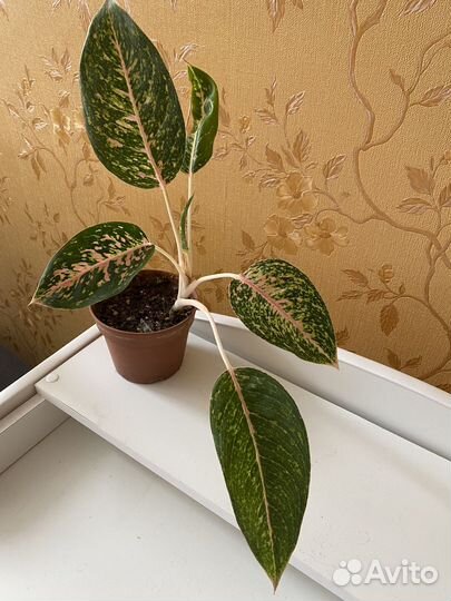 Аглаонемы, филодендрон карамель
