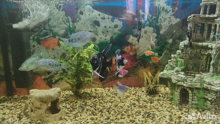 Аквариум