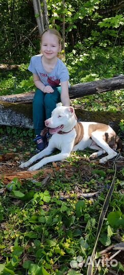 Питбуль Кими, 2 года