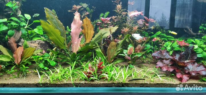 Аквариумные растения