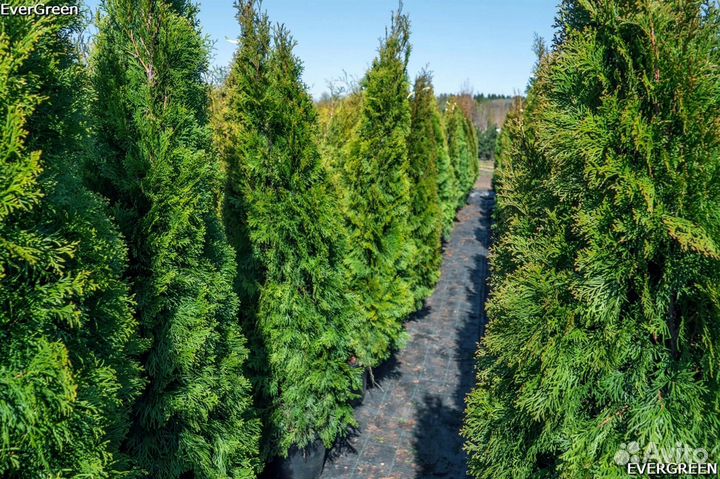 Туи колумна