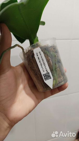 Орхидея фаленопсис бабочка пелор Mei Dar Prince