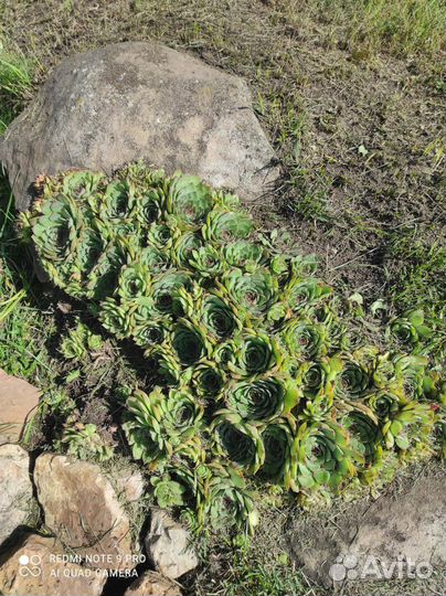 Каменная роза (молодило), очитки