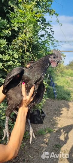 Молодые петушки Ухейилюль, возраст 5 месяцев