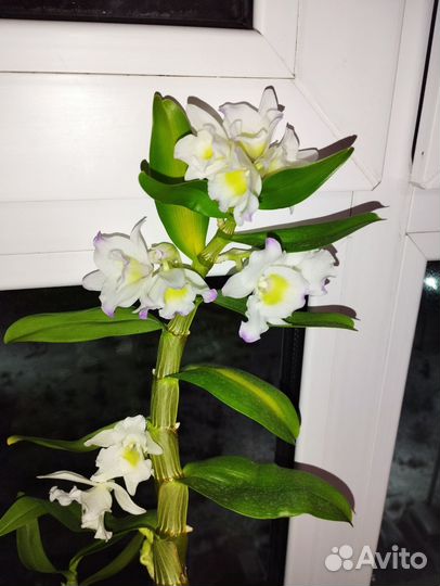 Дендробиум нобиле