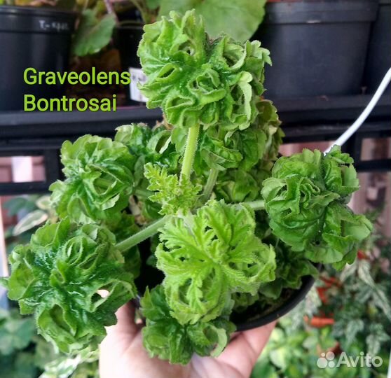 Душистая пеларгония (герань) Graveolens Bontrosai