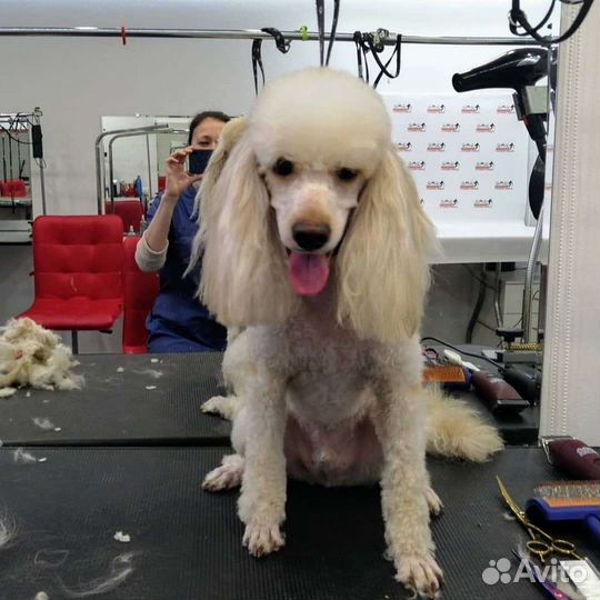 Стрижка собак, кошек. Чистка зубов