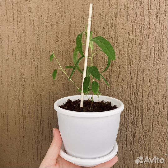 Эвкалипт лимонный