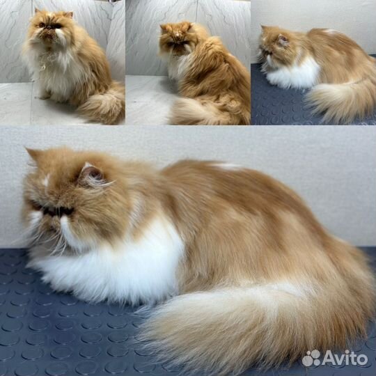 Грумер, Экспресс -Линька, стрижка, Груминг