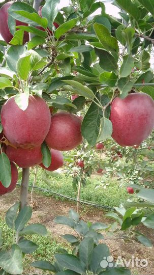 Яблоки жаромин 4т