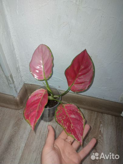 Аглаонема Ред, Рози,Дарк стар, 'pincut'
