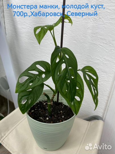 Монстера манки, Сингониум