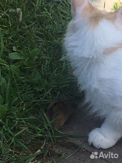 Котята мышеловы