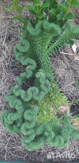 Молодило, очитки