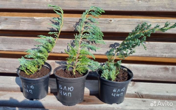Можжевельник Блю чип