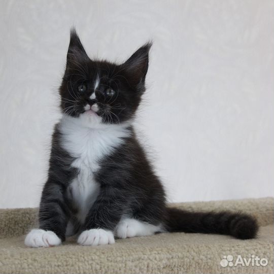 Мейн-кун котята