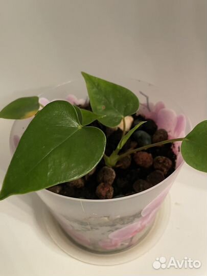 Антуриум красный детки