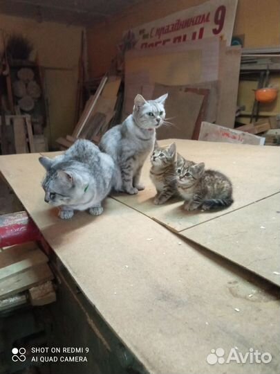 Отдам котят в добрые руки даром