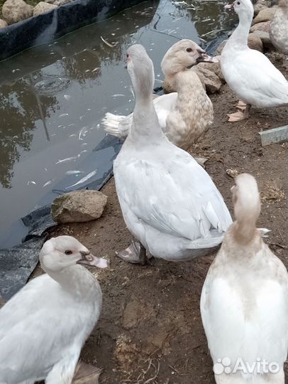 Мускусные утки (тяжёлая линия)